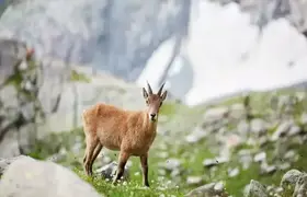 Nesli tükenmekte olan yaban keçileri görüntülendi