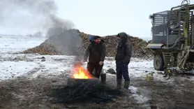 Muş'ta kar altında şeker pancarı hasadı