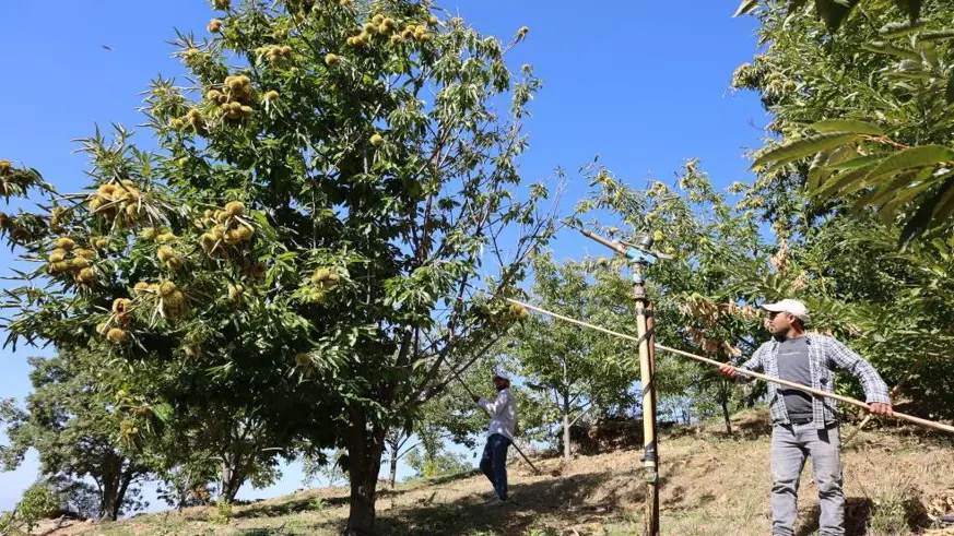 Kestane işçi yevmiyeleri belli oldu