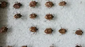 Bakanlık, kahverengi kokarcaya karşı harekete geçti
