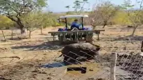 Septik kuyusuna düşen yaban domuzu, traktör yardımıyla kurtarıldı