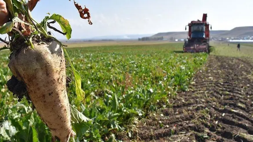 Şeker pancarı alım fiyatı ton başına 3 bin 100 lira olacak