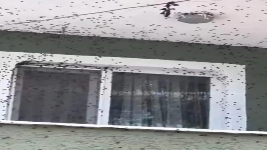 Kahverengi kokarca Giresun'da evleri istila etti