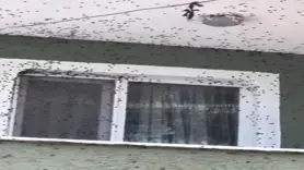 Kahverengi kokarca Giresun'da evleri istila etti