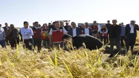 Karacadağ pirinci, bereketiyle toplandı