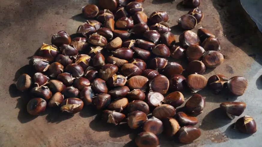 Kestanelerde hasat zamanı