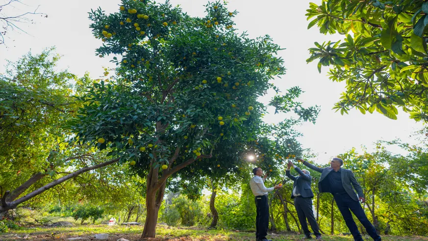 Diyarbakır'da narenciye ağaçları meyve verdi