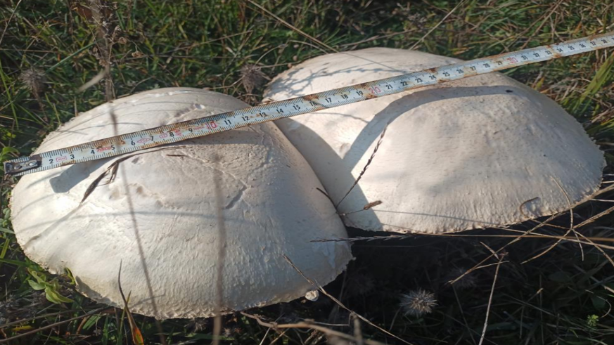 Doğada büyüyen dev mantarlar şaşkına çevirdi