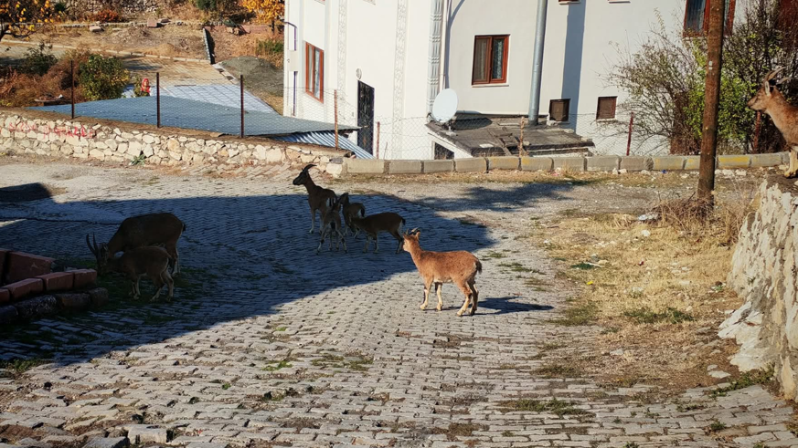 Tunceli'de yaban keçisi sürüsü yerleşim yerine indi