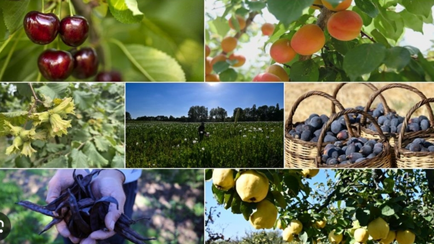 Türkiye tarımda 7 üründe dünya lideri oldu