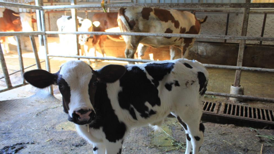 Beside yüzde 30 kayıp tahmin ediliyor