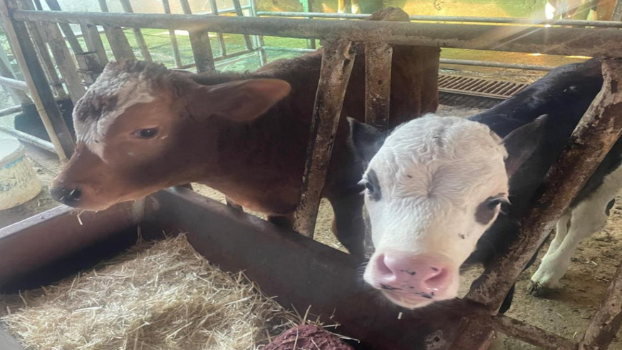 Türkiye'de yıllık 400-500 bin buzağı ölümü oluyor