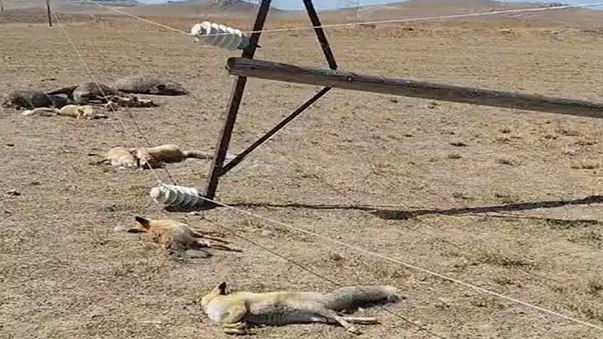 Van'da korkunç manzara