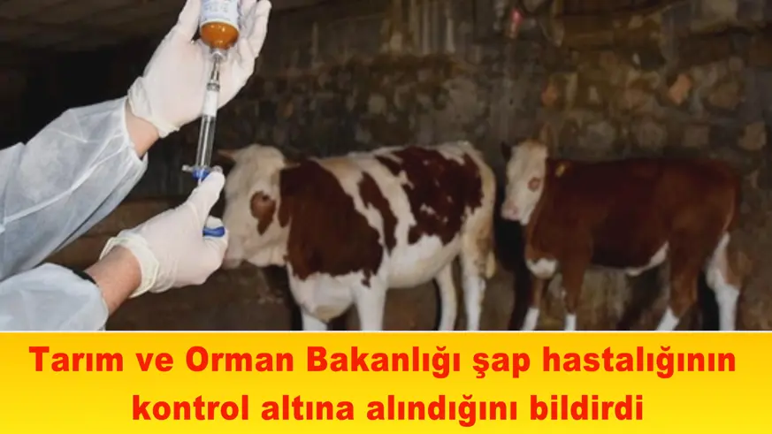 Tarım ve Orman Bakanlığı şap hastalığının kontrol altına alındığını bildirdi