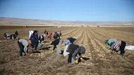Bitlis'te hummalı hasat mesaisi