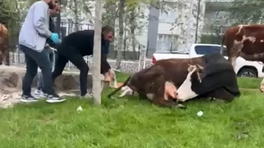 Doğum sancısı çeken ineği, belediye ekipleri doğurttu