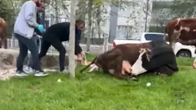 Doğum sancısı çeken ineği, belediye ekipleri doğurttu