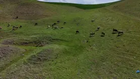 Kaçan buzağı 8 aydır eve dönmüyor