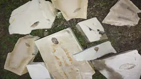 15 milyon yıllık yaprak fosili bulundu