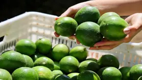 Limonda stokçuların oyunu ortaya çıktı