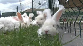Angora tavşanları yaşatılmaya çalışılıyor