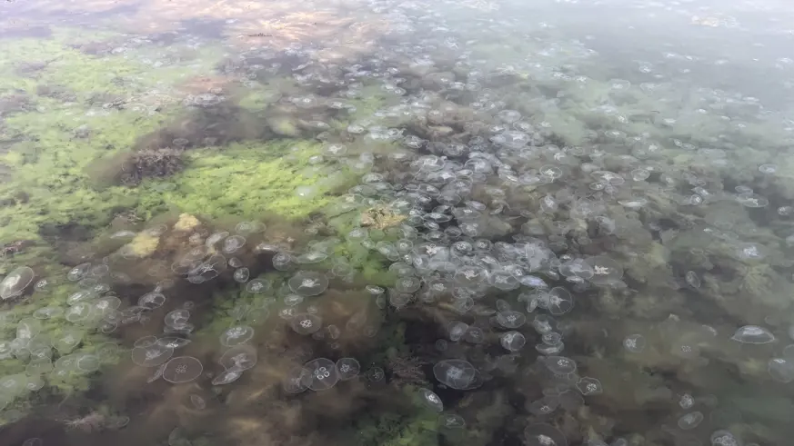 Karadeniz'de denizanası varlığı artıyor