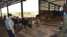 Muş'ta kurbanlık sevkiyatı başladı