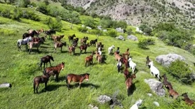 At ve katırlardan oluşan sürü