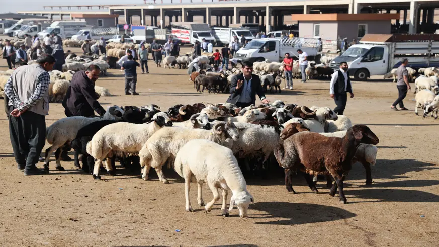 Kurban Bayramı öncesi hareketlilik yaşanıyor