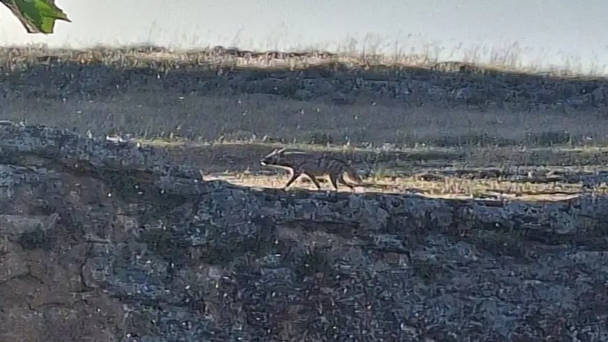 Adıyaman'da çizgili sırtlan görüntülendi