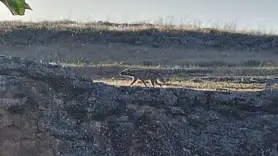 Adıyaman'da çizgili sırtlan görüntülendi