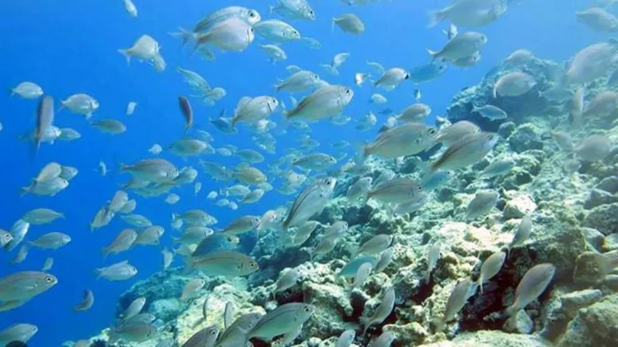 Karadeniz'de sular 2100'e kadar 4 derece ısınabilir
