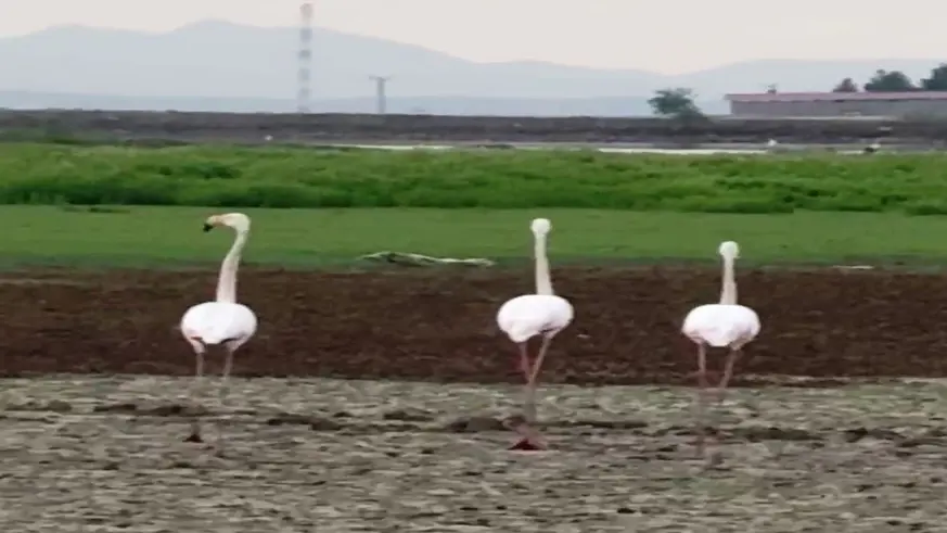 Flamingolar Diyarbakır'da mola verdi