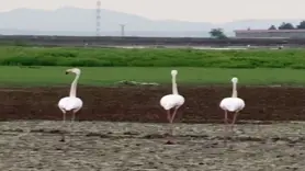 Flamingolar Diyarbakır'da mola verdi
