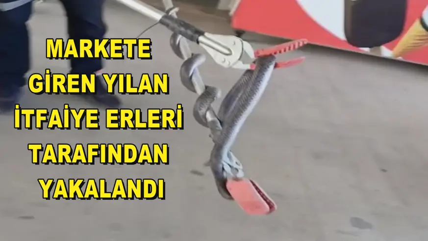 Markete giren yılan itfaiye erleri tarafından yakalandı