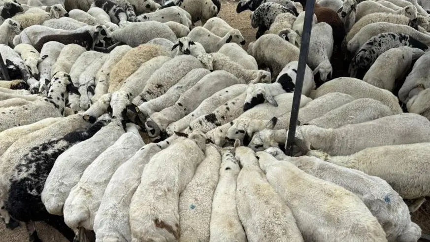 Karnı şiş kurbanlıklara dikkat