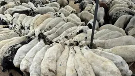 Karnı şiş kurbanlıklara dikkat