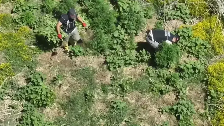 Binlerce kök kenevir