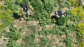 Binlerce kök kenevir