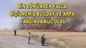 Bin dönümden fazla biçilmemiş buğday ve arpa yangında kül oldu
