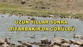 Uzun yıllar sonra Diyarbakır’da görüldü