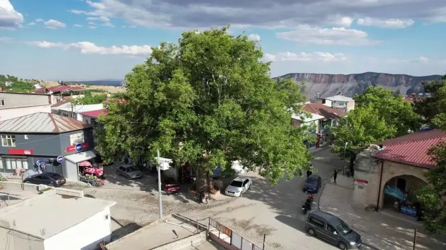 600 yıllık çınar Tut ilçesinin simgesi