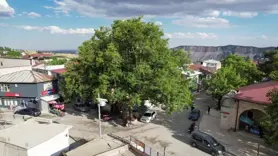 600 yıllık çınar Tut ilçesinin simgesi