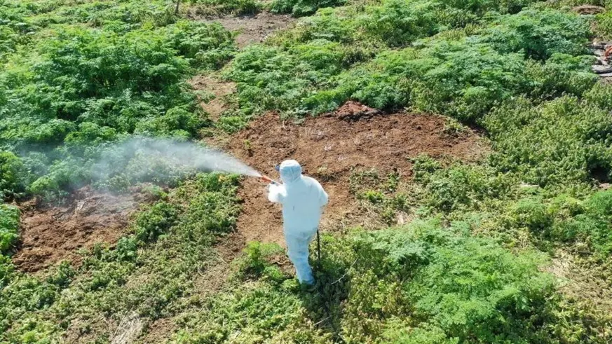 Aşırı sıcaklarda çıkan haşerelere karşı uzmanı uyardı