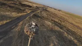 Diyarbakır'da leylekler yuvalarına döndü