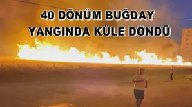 40 Dönüm buğday yangında küle döndü