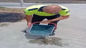 Kurtardığı kaplumbağayı suyla serinletti