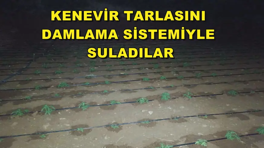 Kenevir tarlasını damlama sistemiyle suladılar