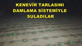 Kenevir tarlasını damlama sistemiyle suladılar