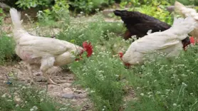 Kene kabusuna tavuklu çözüm